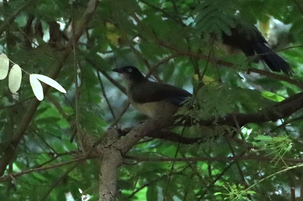 Cratérope à tête noire - ML647560703