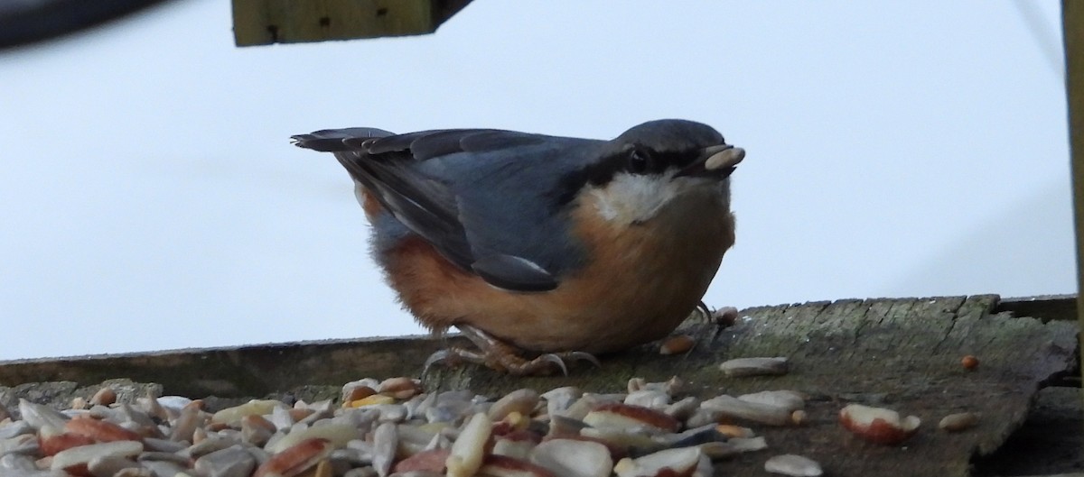 Eurasian Nuthatch - ML647560712