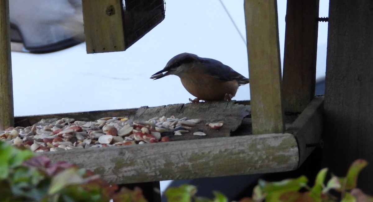 Eurasian Nuthatch - ML647560713
