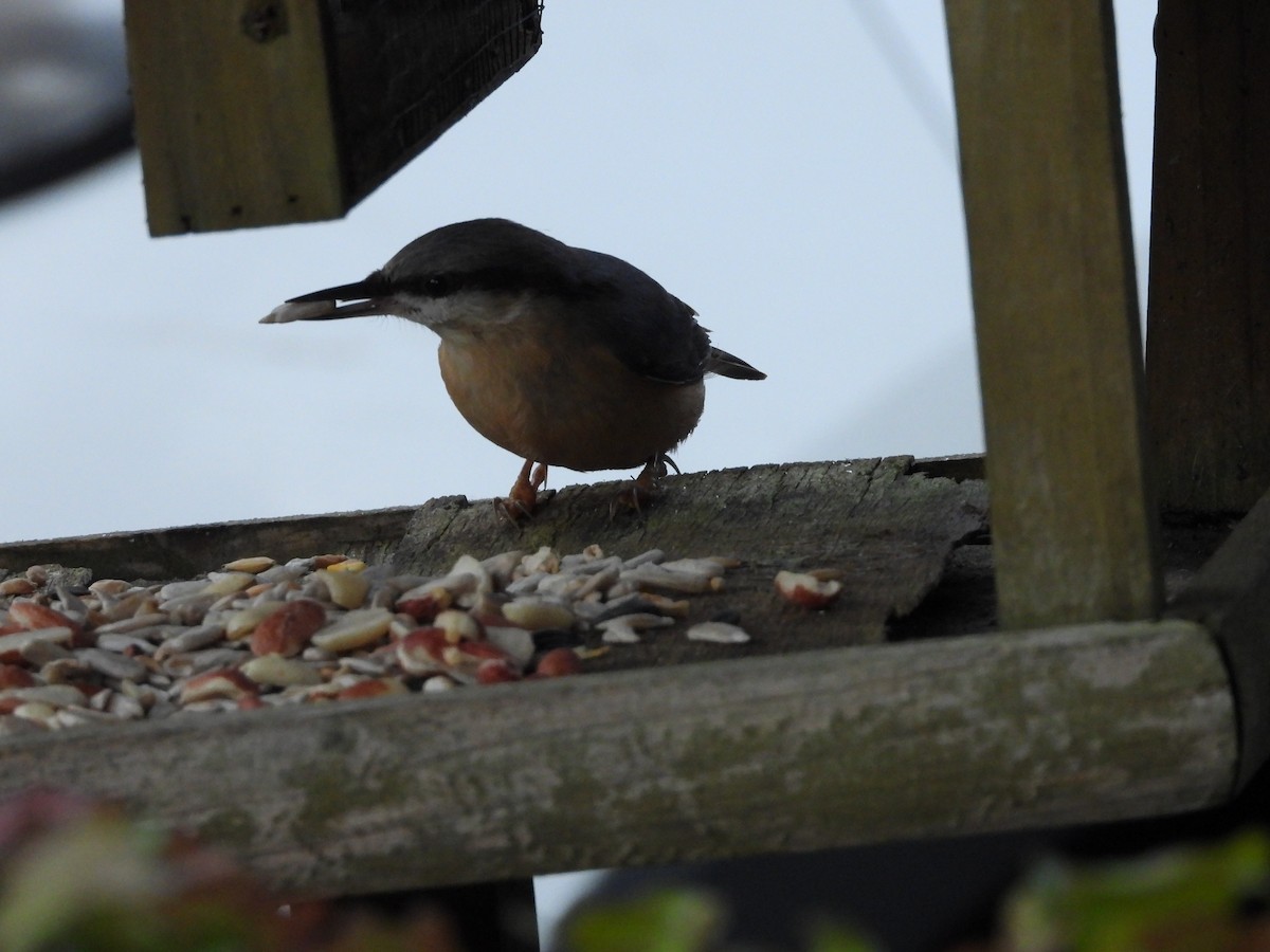 Eurasian Nuthatch - ML647560714