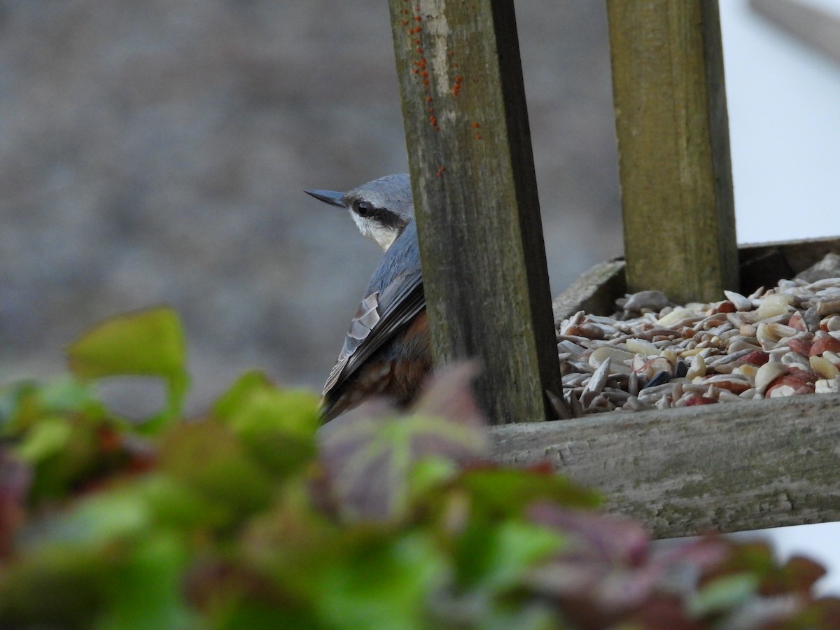 Eurasian Nuthatch - ML647560715