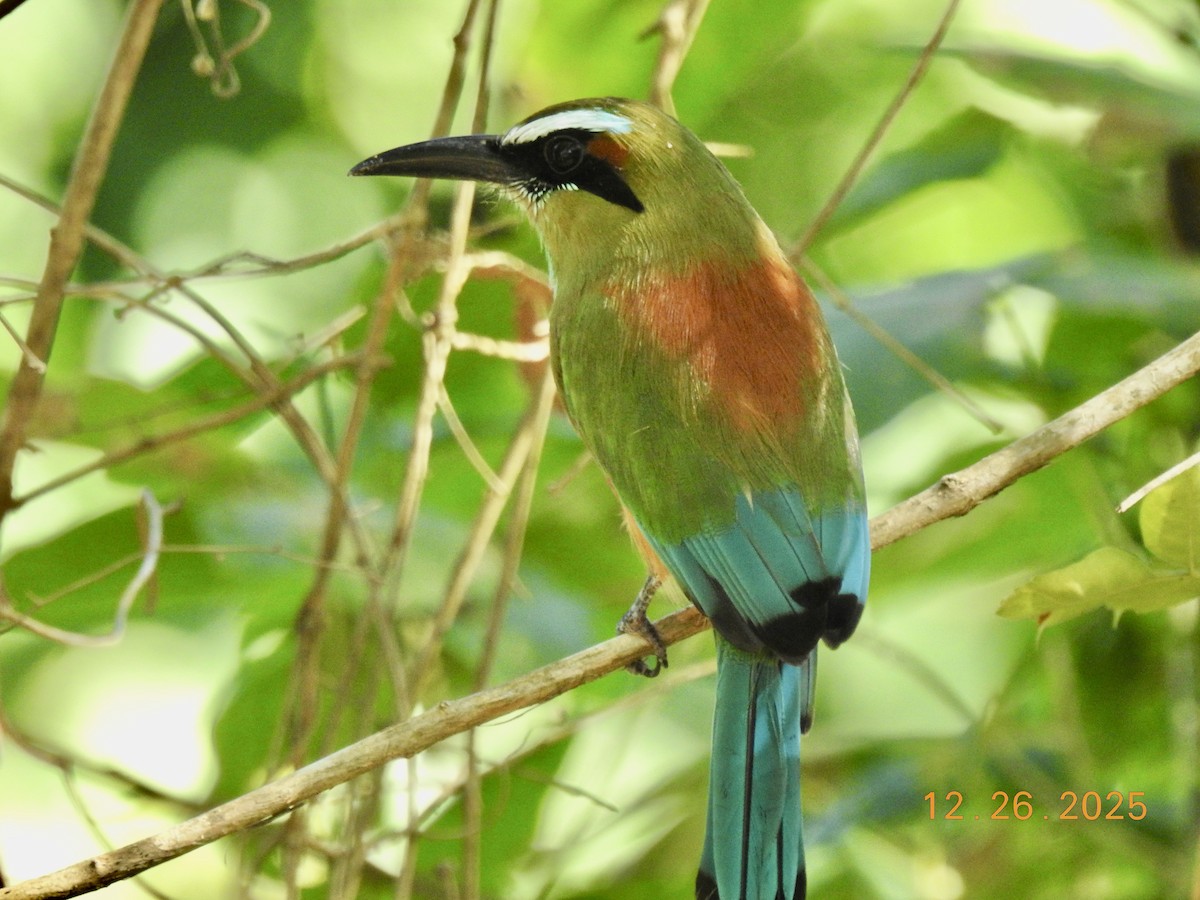 Turquoise-browed Motmot - ML647560717