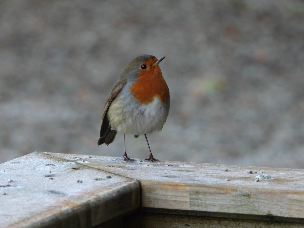 European Robin - ML647560719