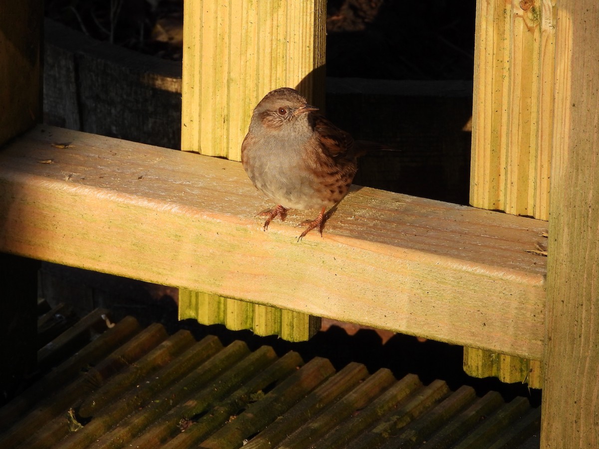 Dunnock - ML647560730
