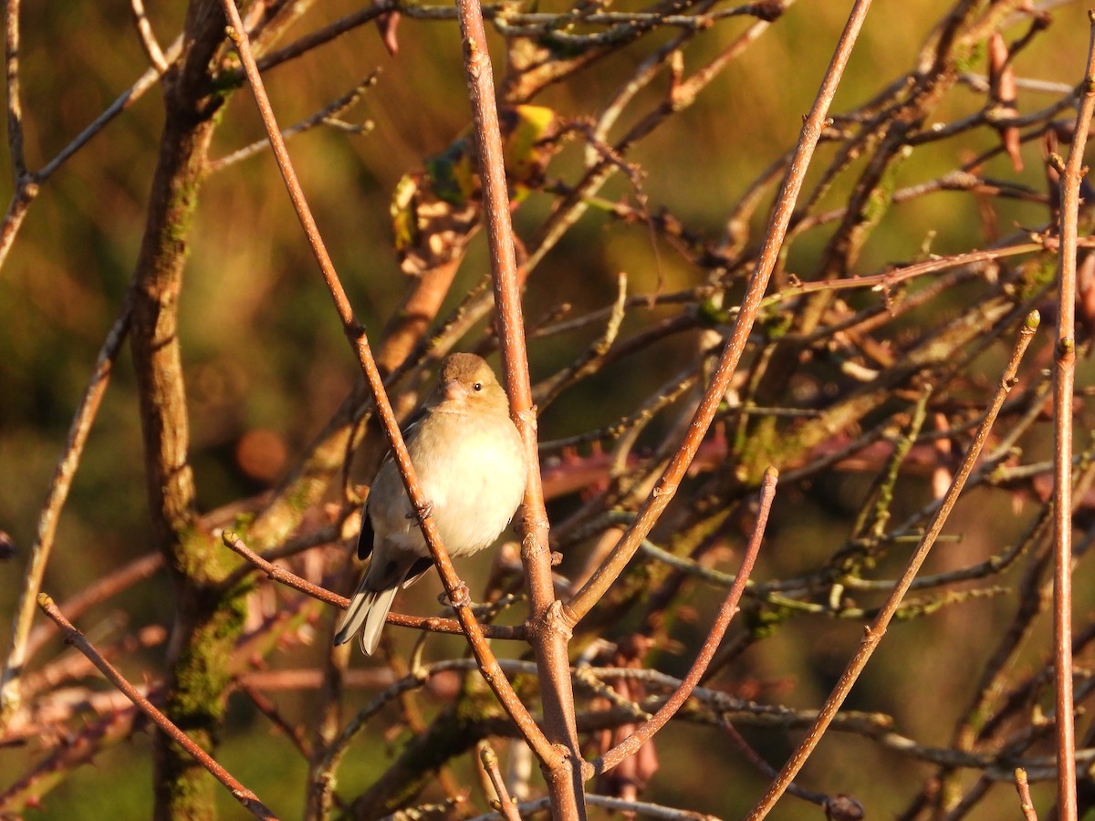 Common Chaffinch - ML647560733