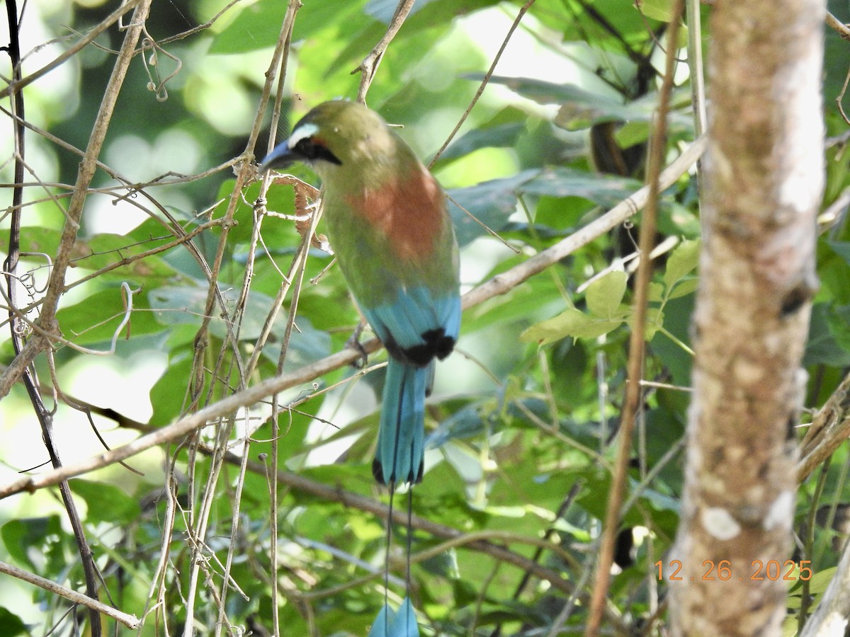 Turquoise-browed Motmot - ML647560749