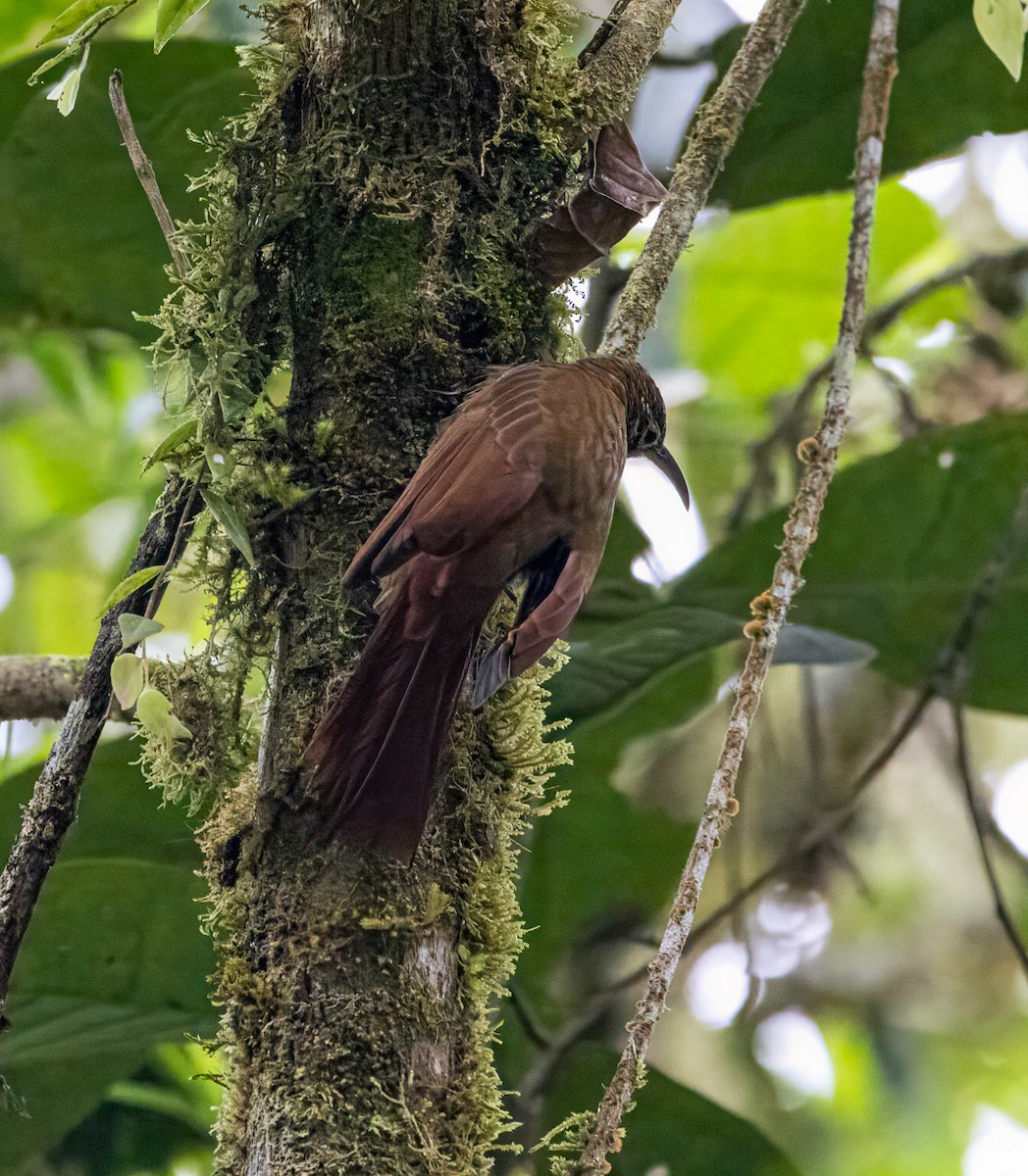 Dağ Tırmaşık - ML647560751