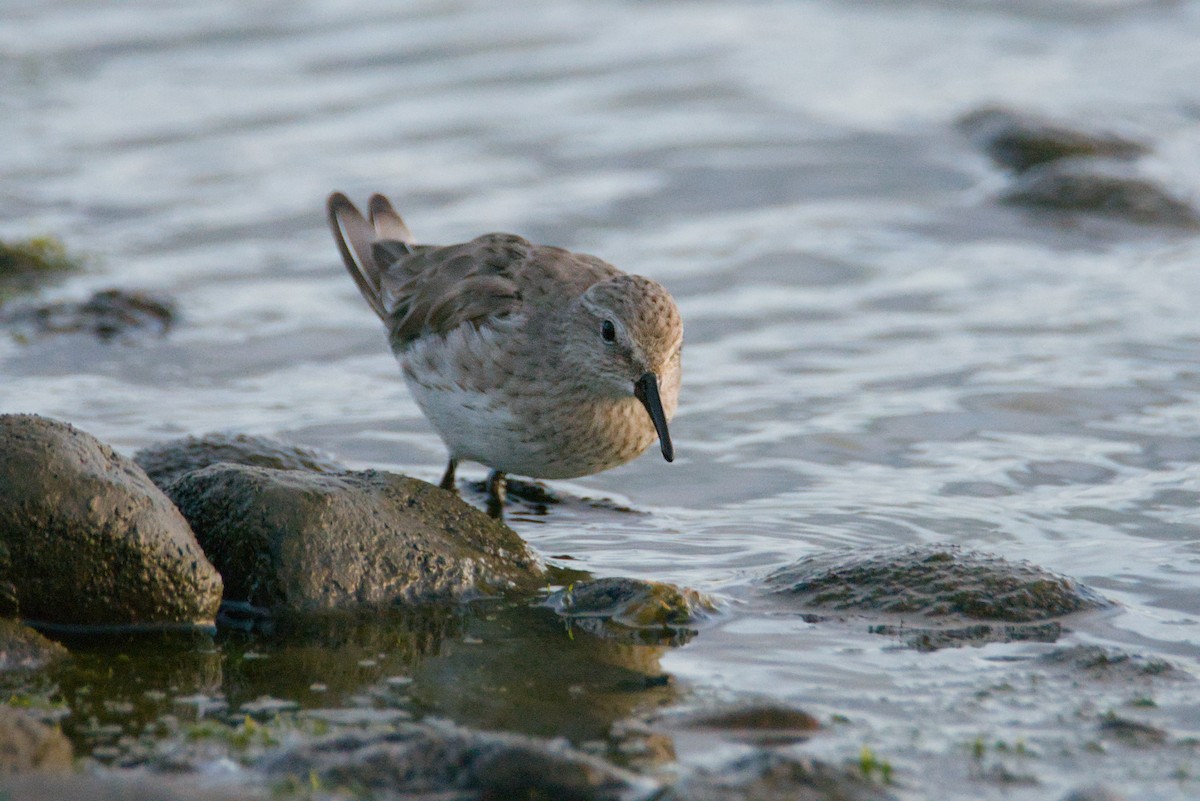Бонапартов песочник - ML647560785