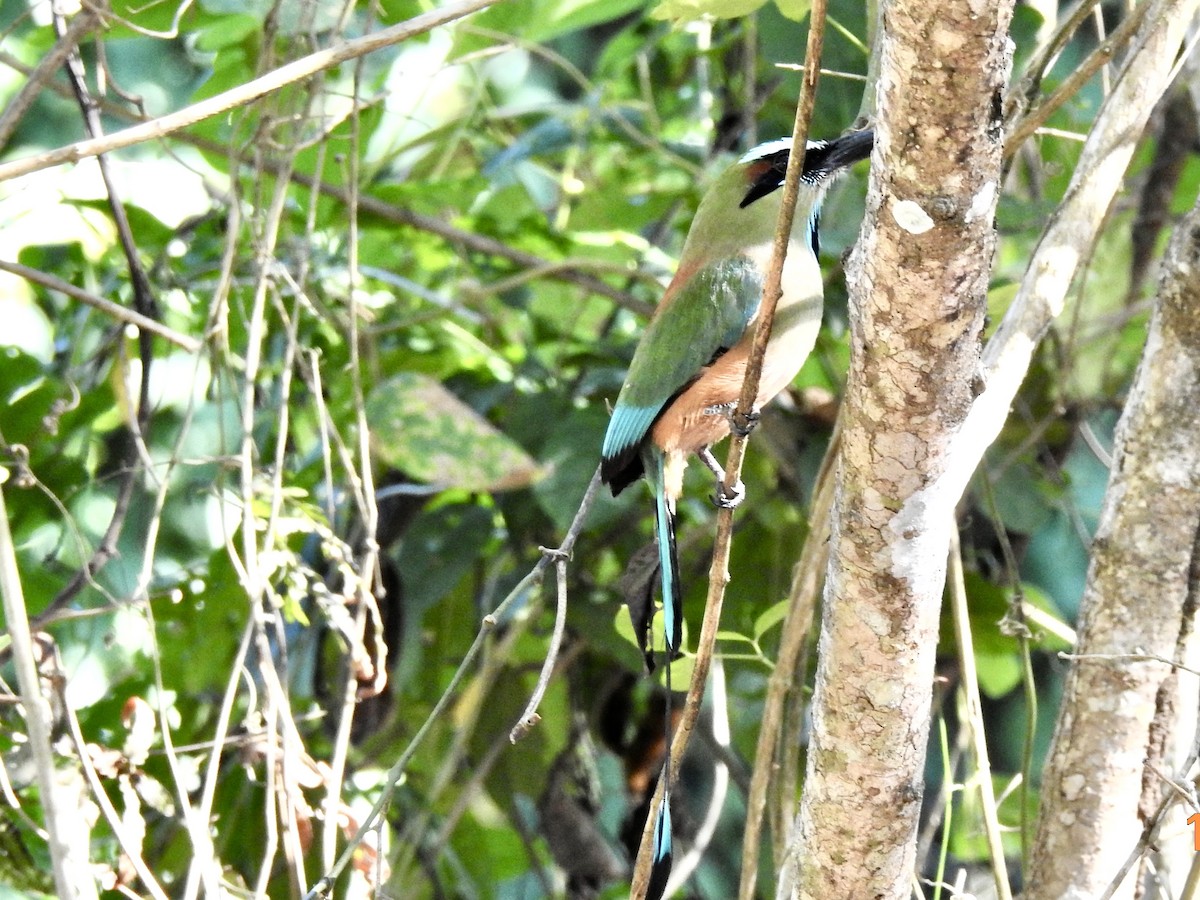 Turquoise-browed Motmot - ML647560786