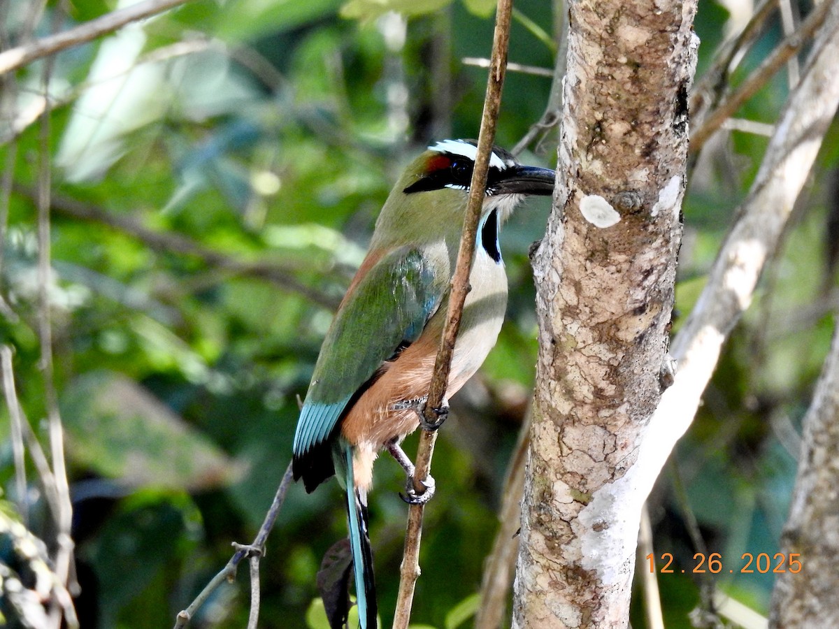 Turquoise-browed Motmot - ML647560809