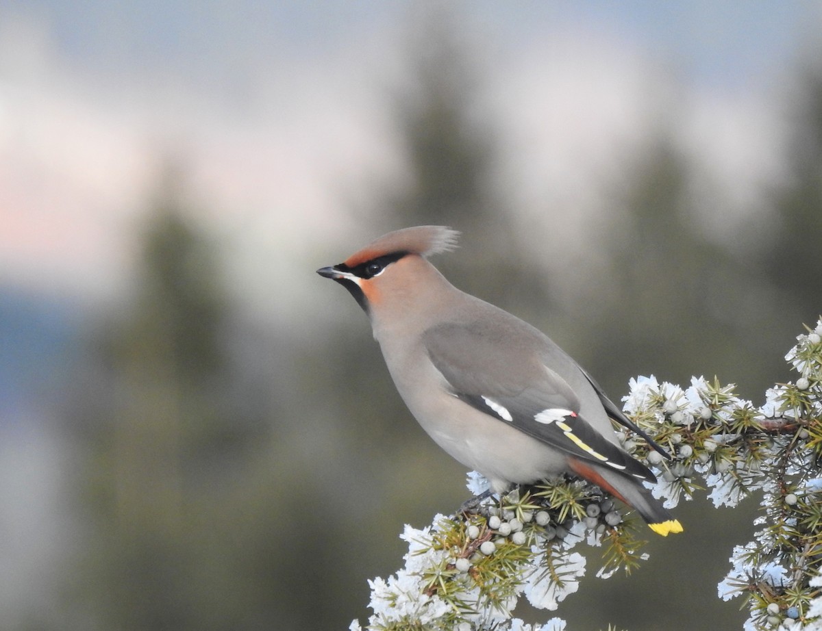 黃連雀 - ML647560812