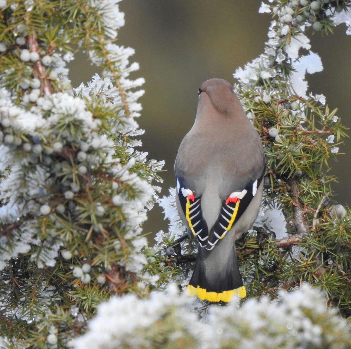 黃連雀 - ML647560813