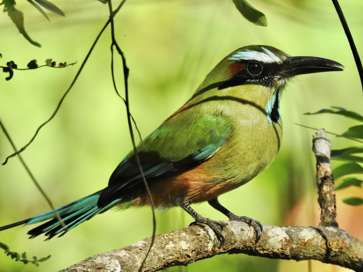 Turquoise-browed Motmot - ML647560835