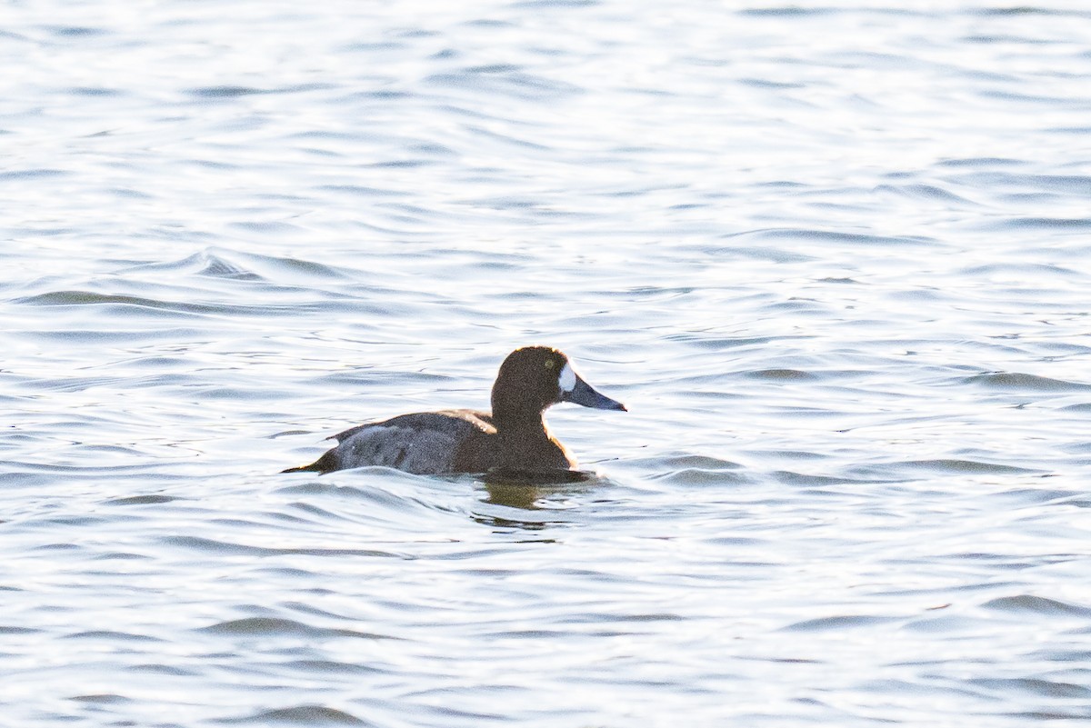 Морская чернеть - ML647560837