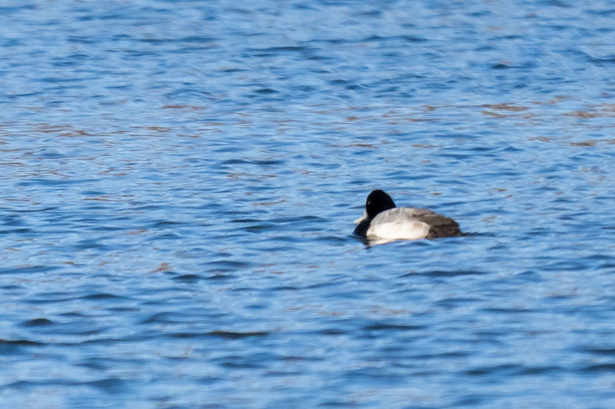 Морская чернеть - ML647560838