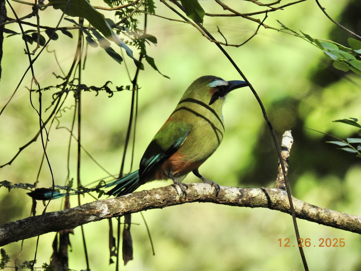 Turquoise-browed Motmot - ML647560840