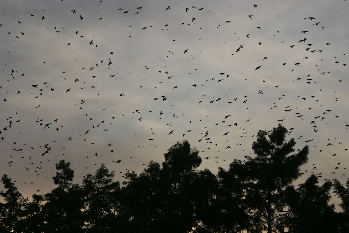 Большая ласточка - ML647560847