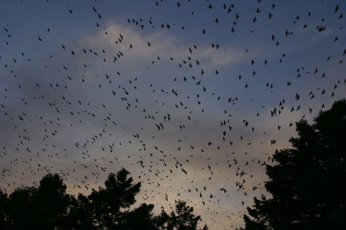 Большая ласточка - ML647560848