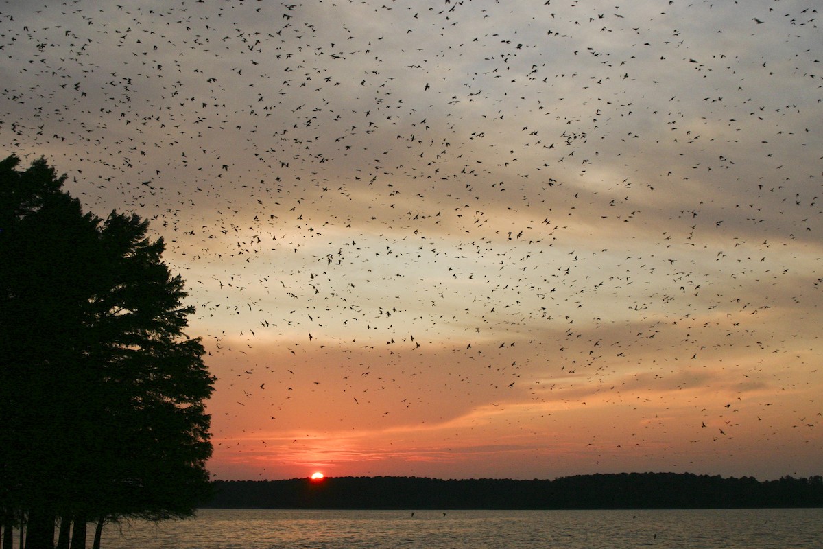 Большая ласточка - ML647560849