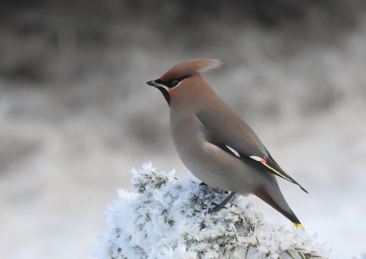 黃連雀 - ML647560856