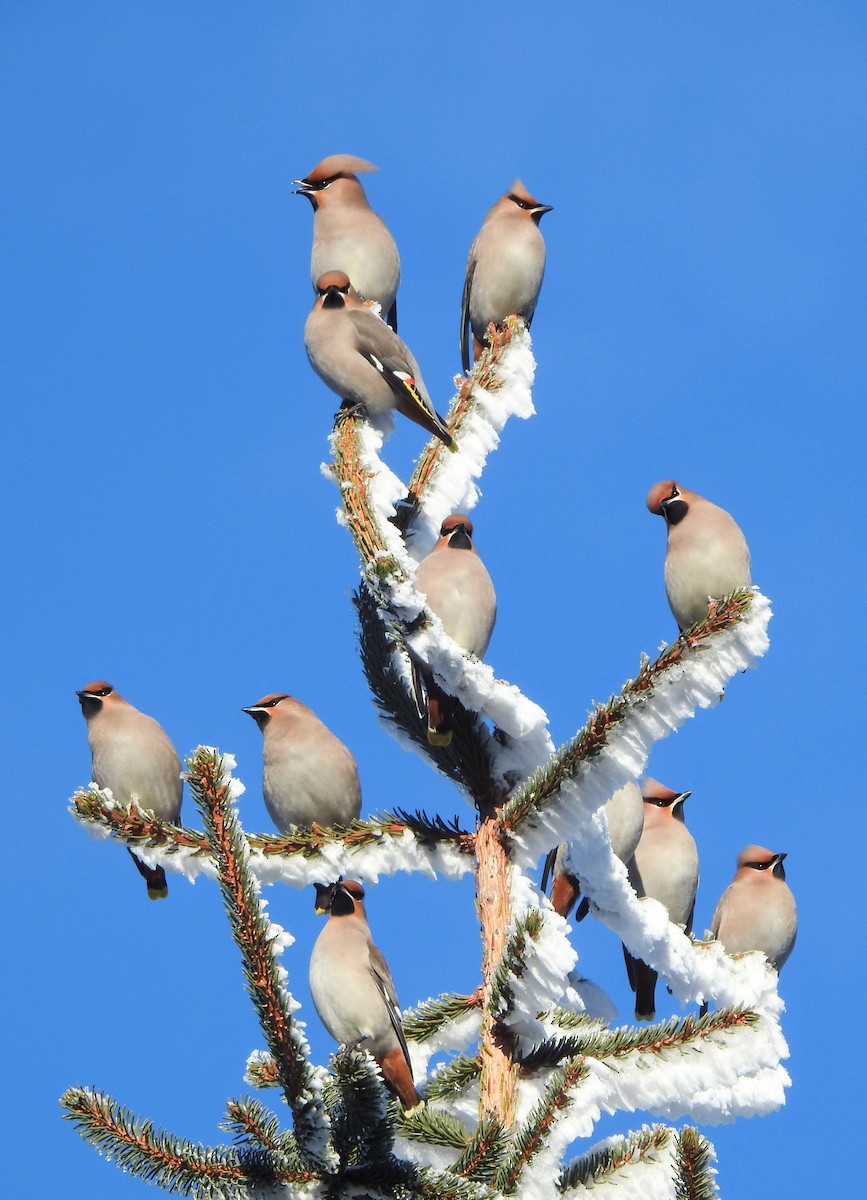 黃連雀 - ML647560868
