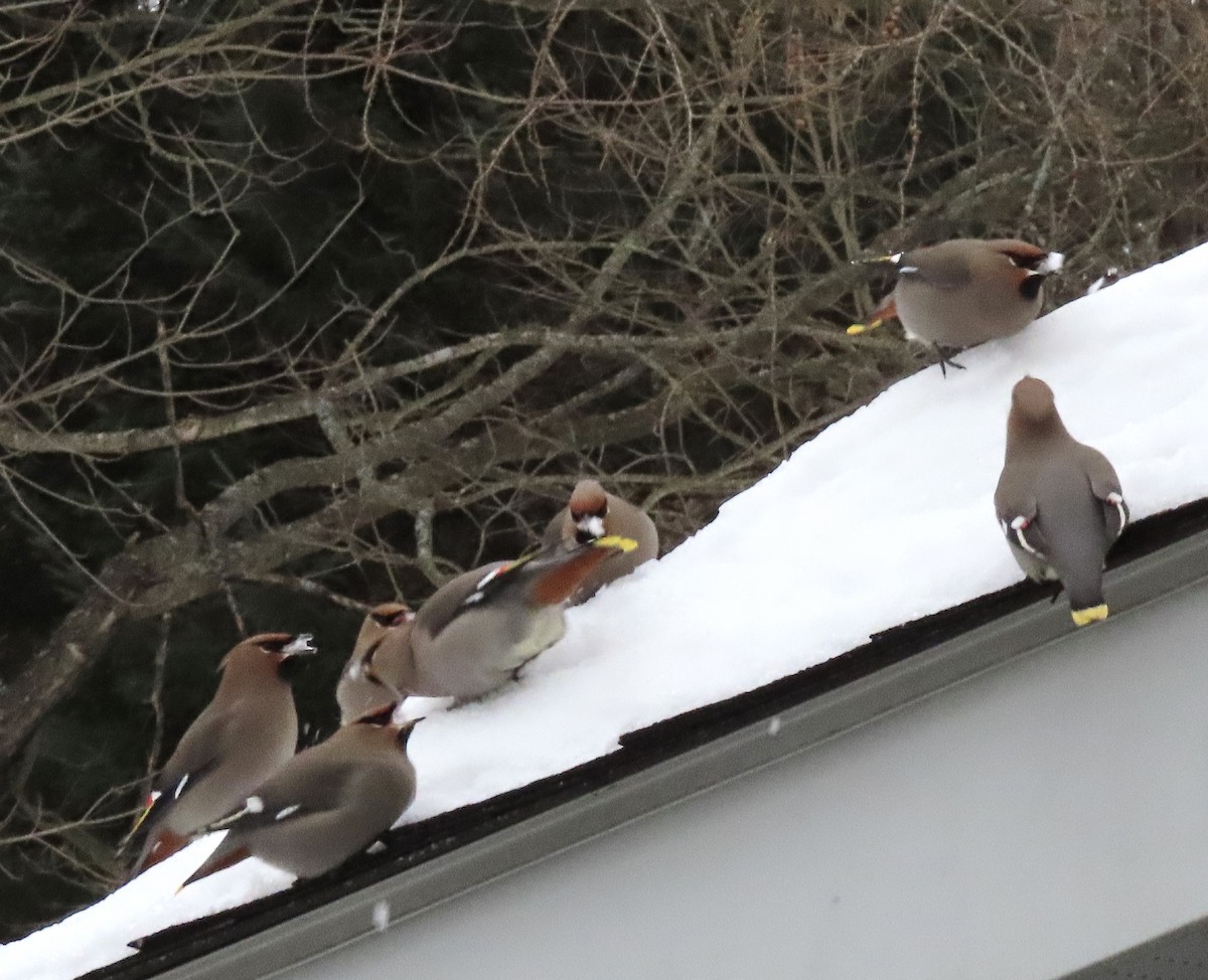 黃連雀 - ML647560869