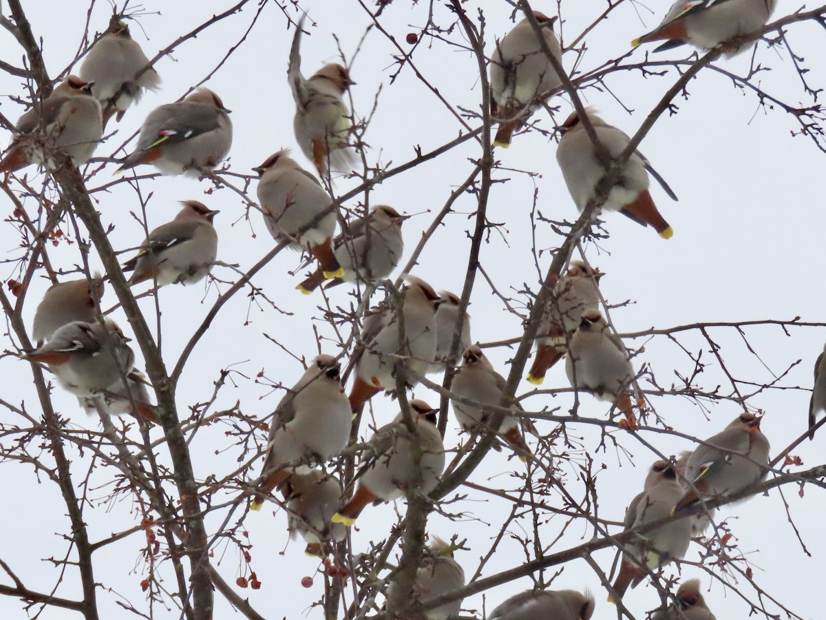 黃連雀 - ML647560870