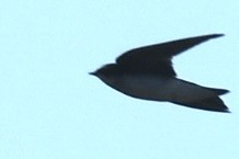 Tree Swallow - ML647560876