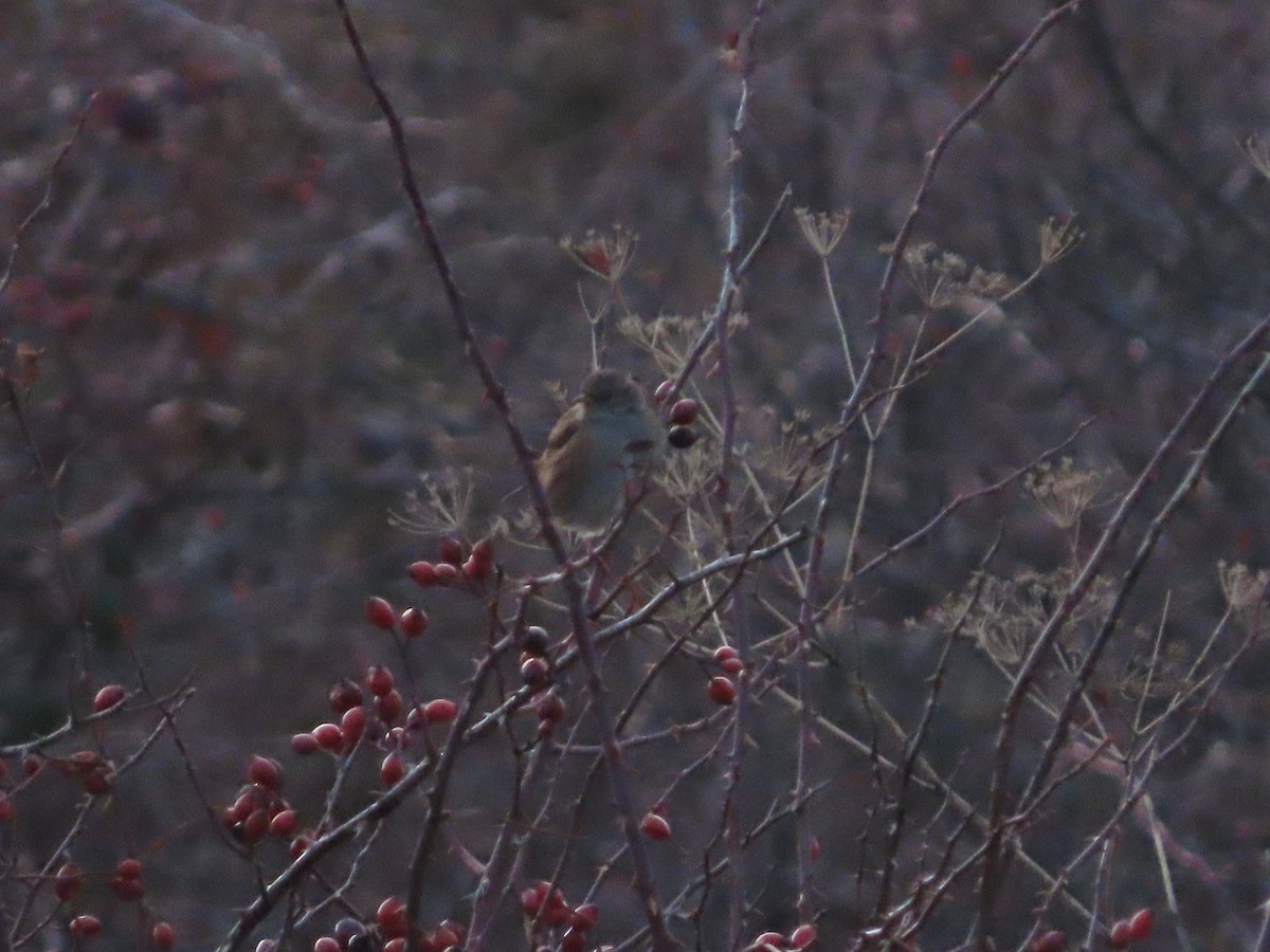 Accenteur mouchet - ML647560877