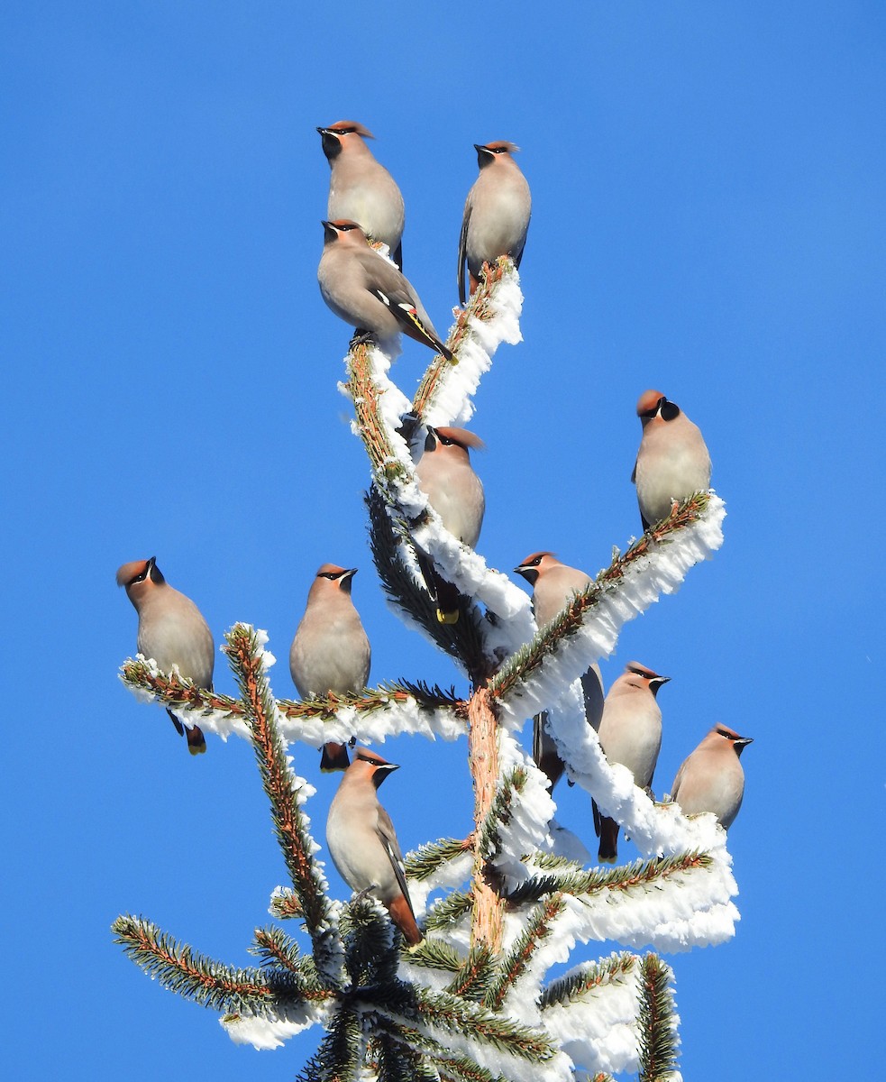 黃連雀 - ML647560882