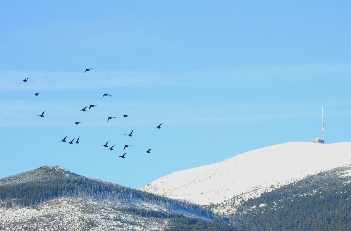 黃連雀 - ML647560889