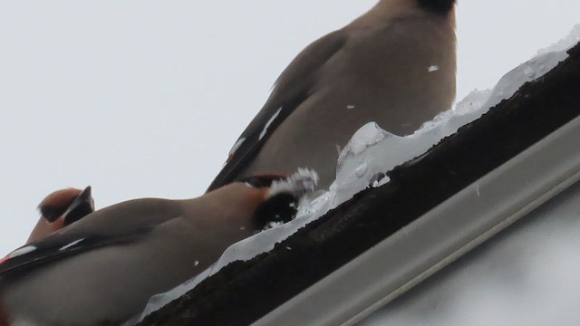 黃連雀 - ML647560936