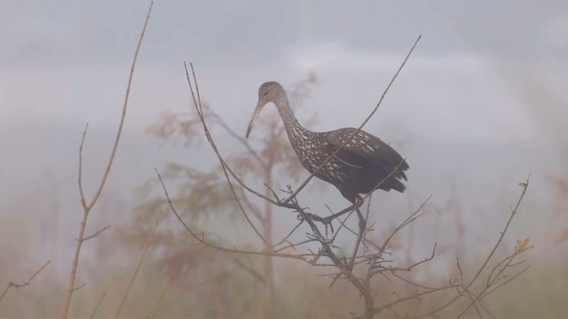 Limpkin - ML647560983