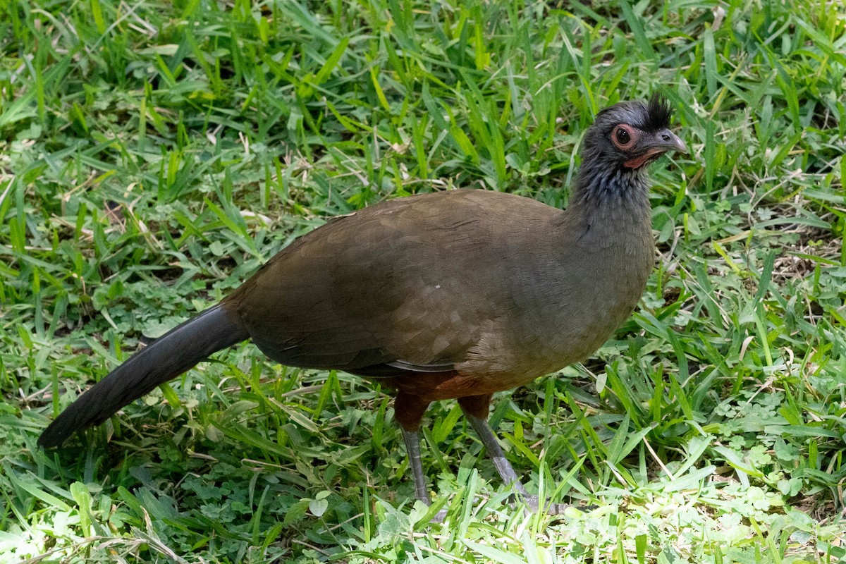 Rufous-bellied Chachalaca - ML647561101