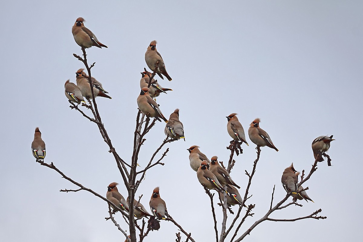 黃連雀 - ML647561112