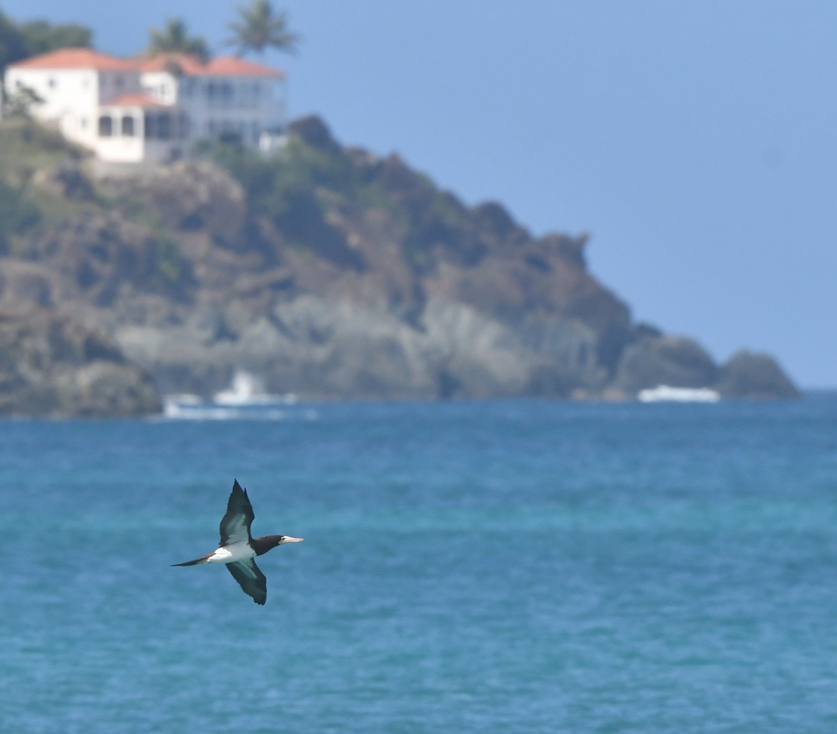 Brown Booby - ML647561153