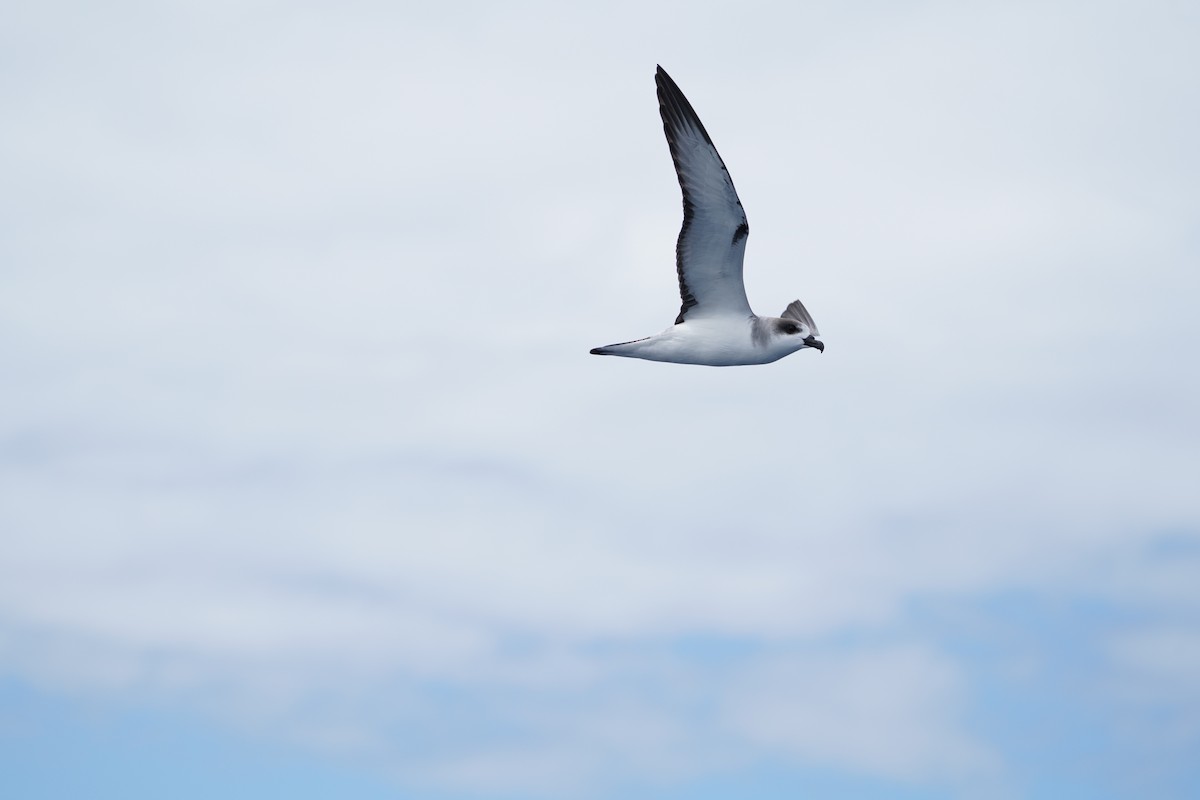 Juan Fernandez Fırtınakuşu - ML647561196