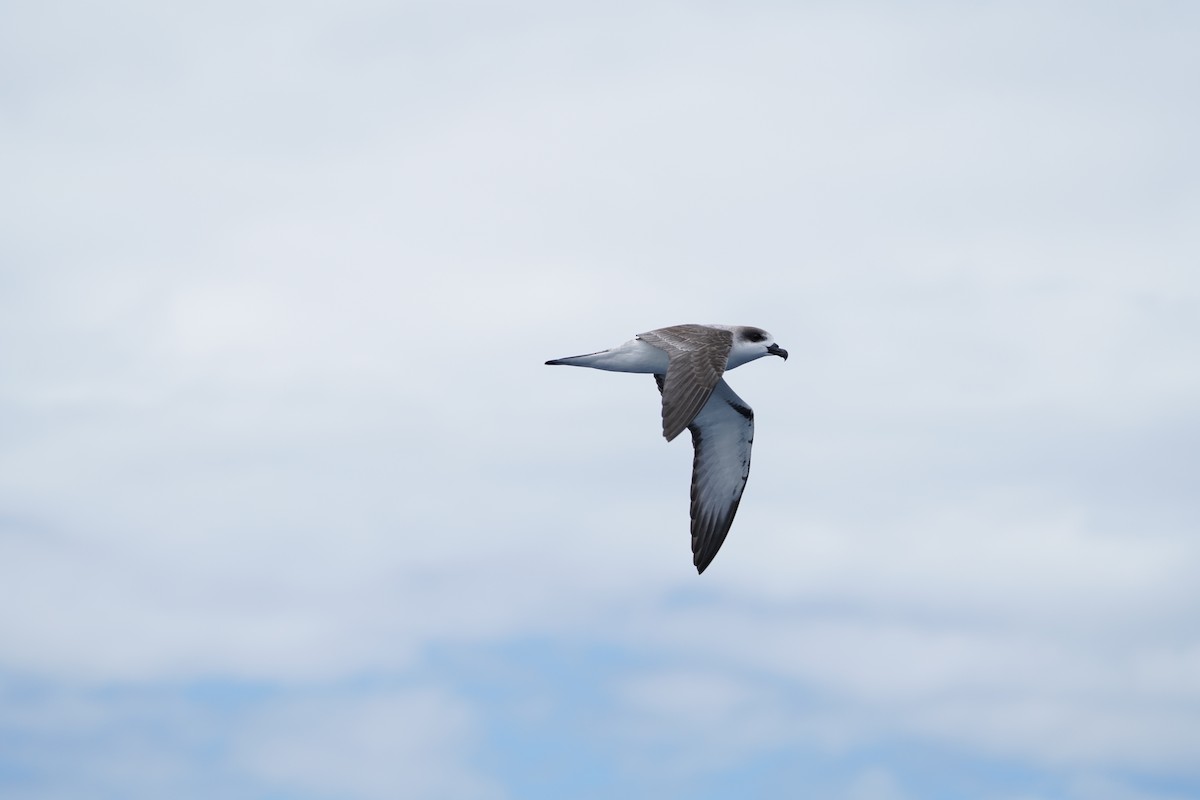 Juan Fernandez Fırtınakuşu - ML647561197