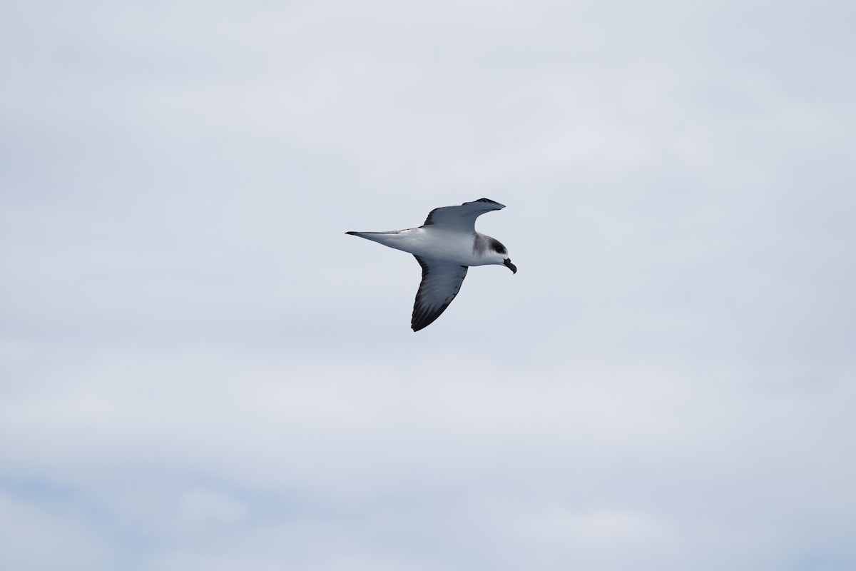 Juan Fernandez Fırtınakuşu - ML647561198