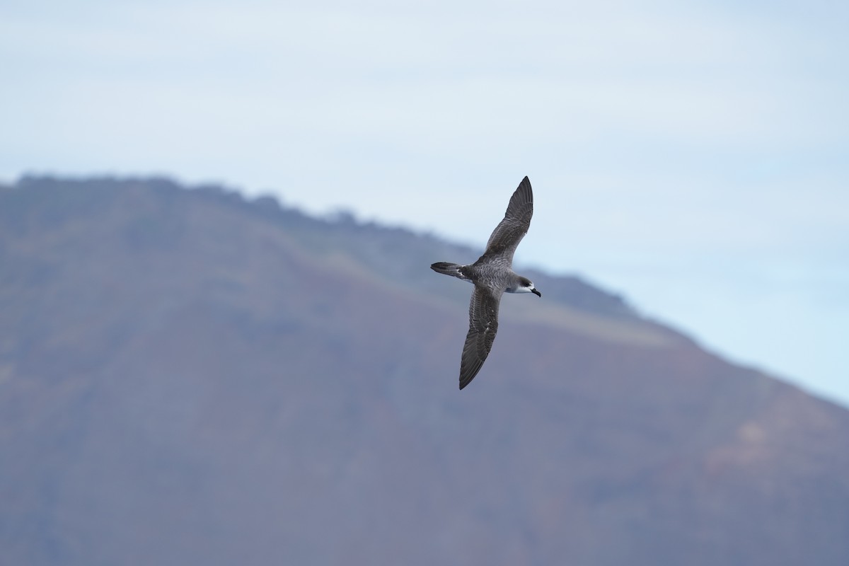 Juan Fernandez Fırtınakuşu - ML647561199