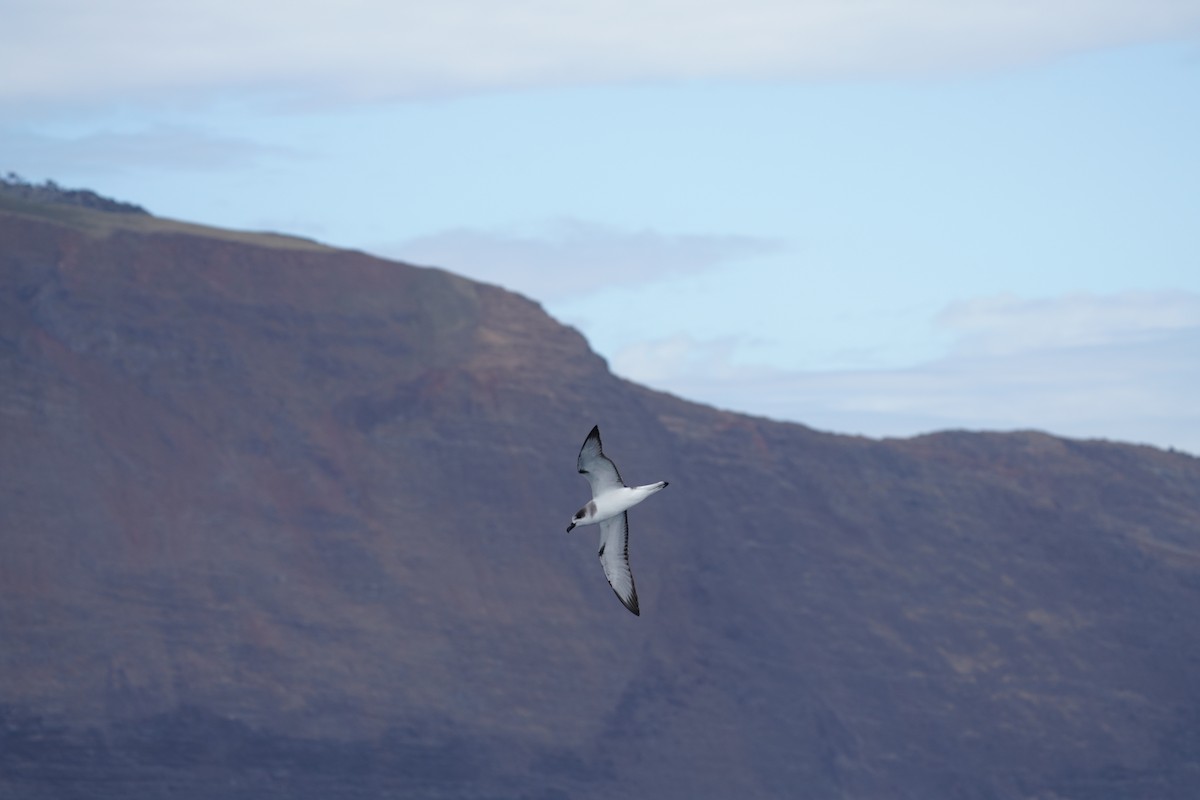 Juan Fernandez Fırtınakuşu - ML647561200