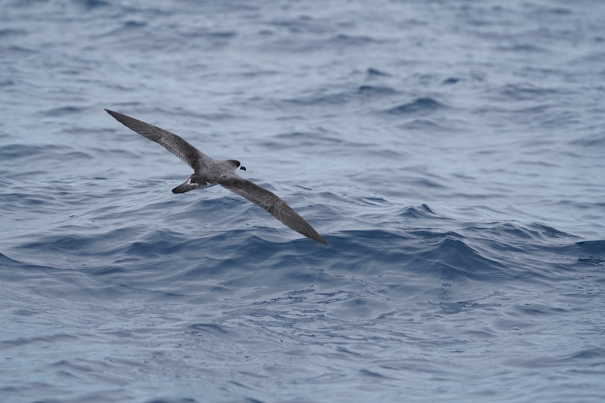 Juan Fernandez Fırtınakuşu - ML647561201