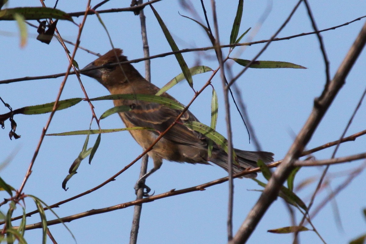 Mavi Çinte - ML647561202