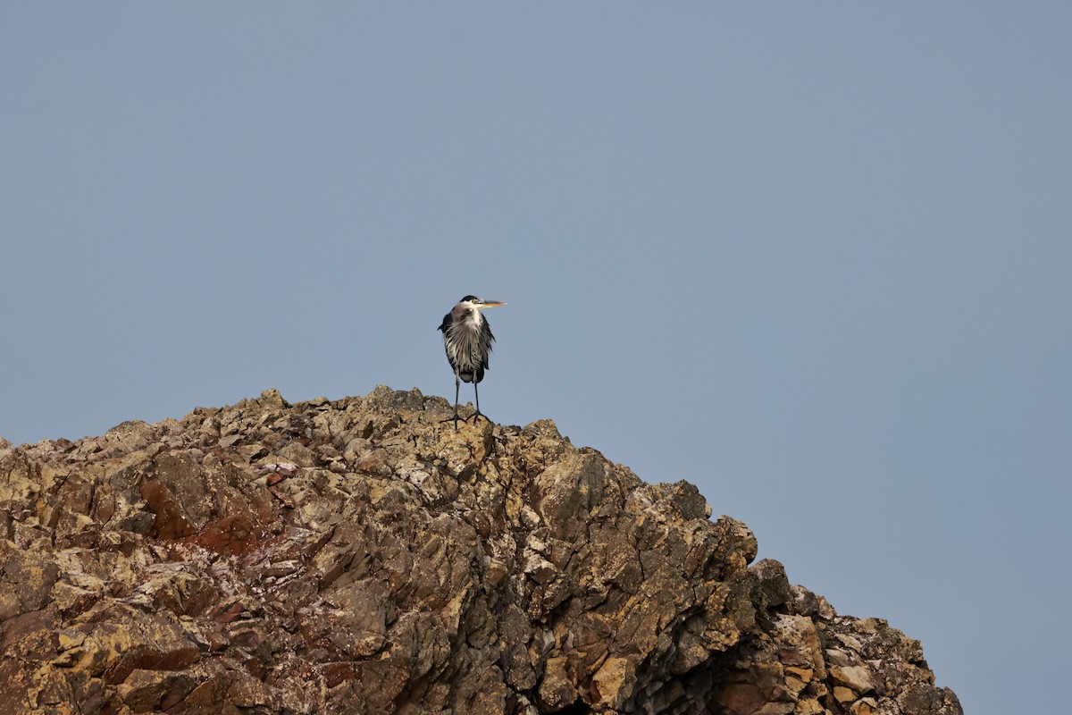 Amerika Gri Balıkçılı [herodias grubu] - ML647561203