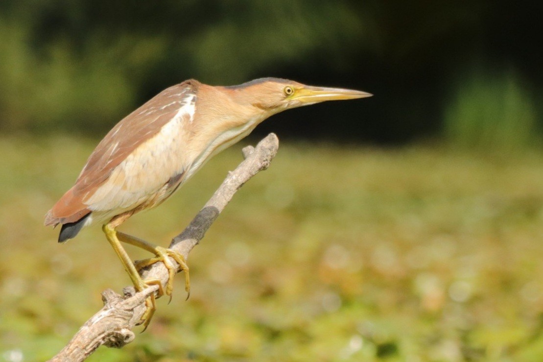 Küçük Balaban - ML647561204