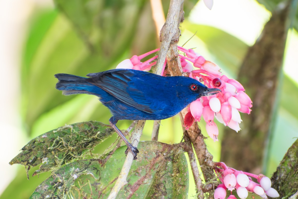 Çivit Rengi Çiçekdelen - ML647561206