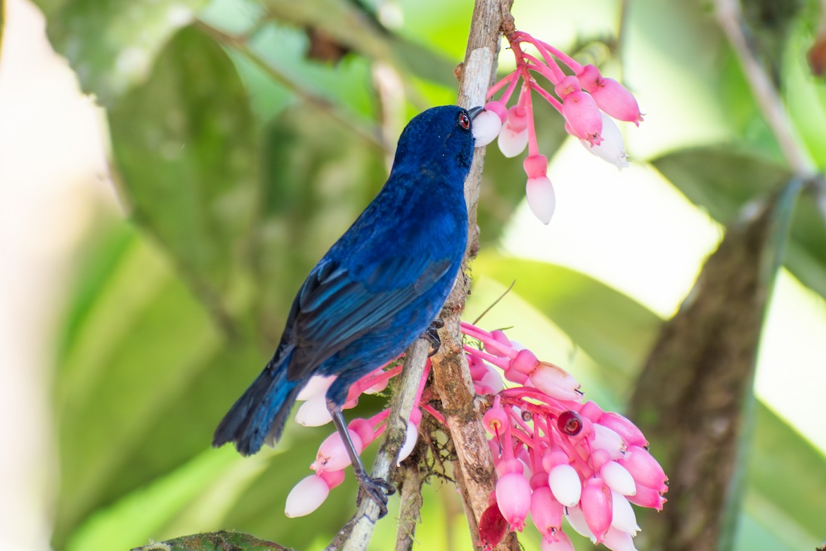 Çivit Rengi Çiçekdelen - ML647561207