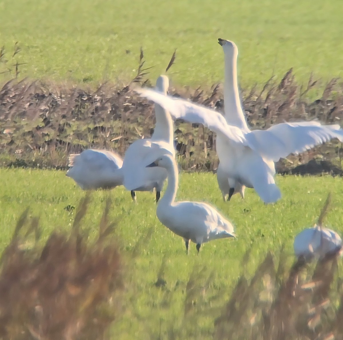 Küçük Kuğu - ML647561208