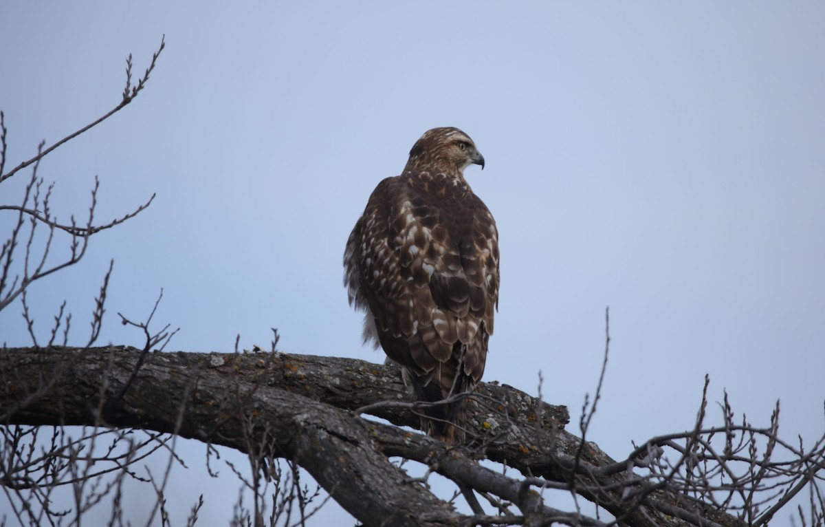 Kızıl Kuyruklu Şahin - ML647561209