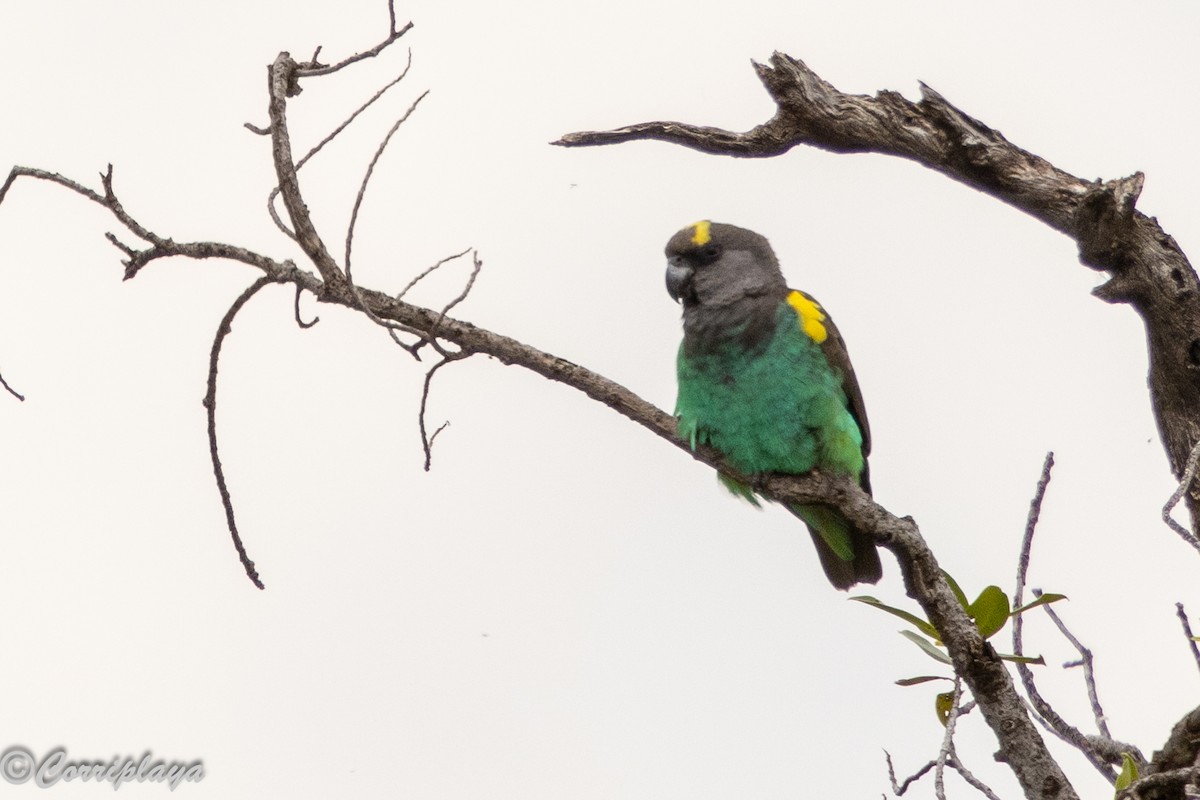 Meyer Papağanı - ML647561210